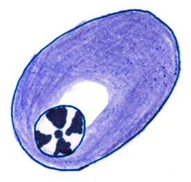 Plasma cell Q1- Identify the type of the cell?