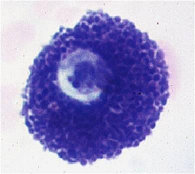 Mast cell Q1- Identify the type of the cell? Mast cell Q2- What is the function of it?