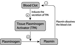 Thrombosis Tissue Plasminogen Activator (TPA) Properties of Thrombolytics Clot busters Clot selectivity: selective for clot-bound plasminogen