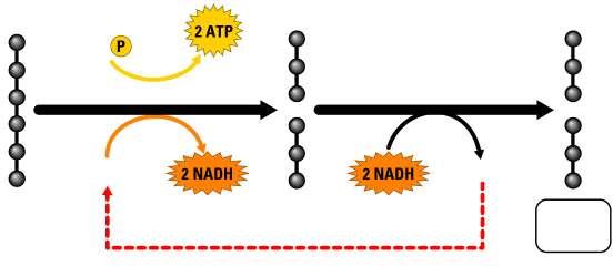 Slide 43 Glycolysis is the metabolic pathway that provides ATP during fermentation Slide 44 2 ADP+ 2 Glycolysis 2 NAD + 2 Pyruvic 2 NAD + Glucose acid +