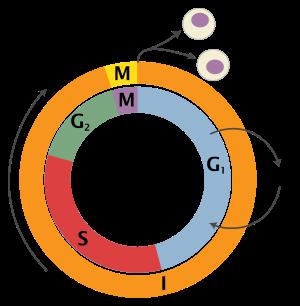 OpenStax-CNX module: m43135 3 Figure 2 Diagram - Schematic of the cell cycle.