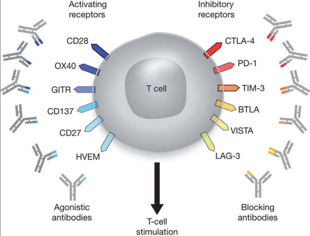 Enhancing immunity with immune modulating antibodies Varlilumab Agonist