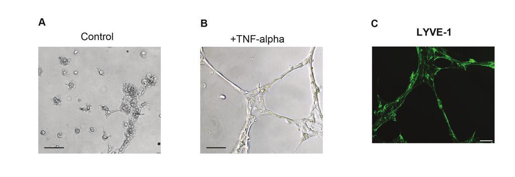78 Fig. 4. bend.3 cells up-regulate lymphatic tube formation after TNF-α stimulation.