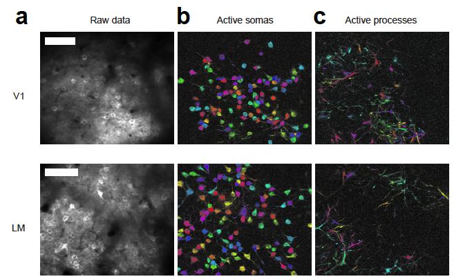 The Duopus allows Ca 2+ -imaging in