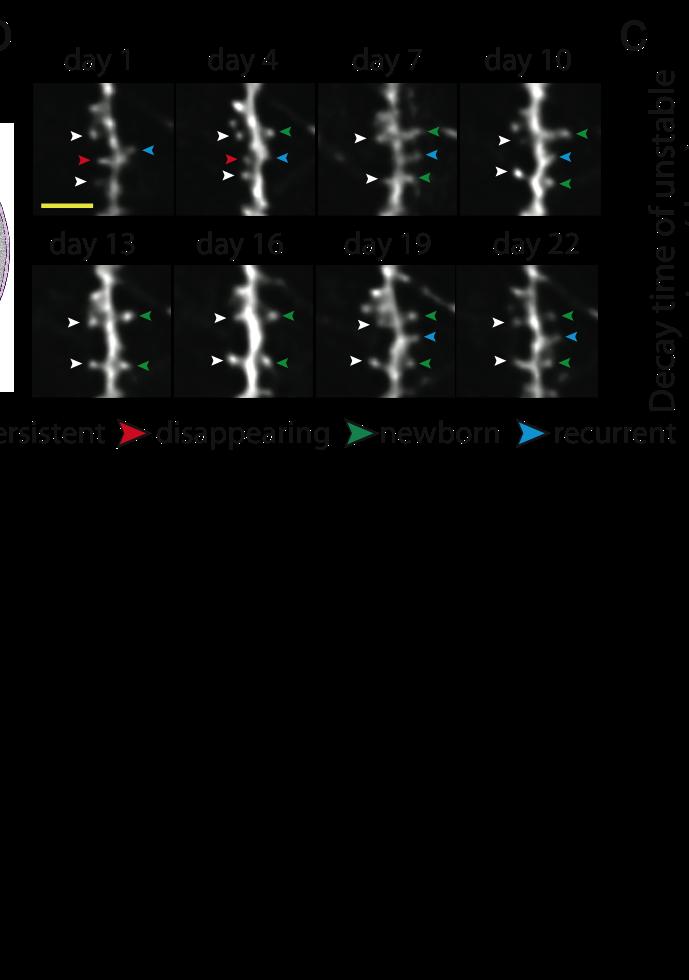 Turnover of CA1 spines is consistent with ~1 month duration of hippocampal