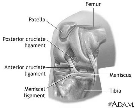 Injuries anatomy Exam Treatment ACL Injuries