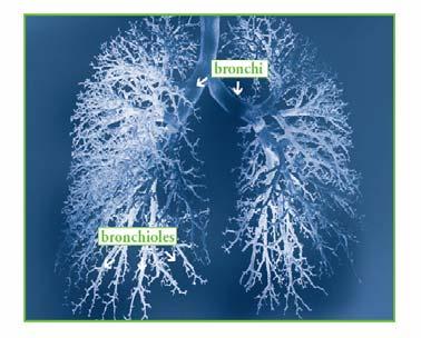 ?? Asthma incidence continues to grow COPD is the 4th leading cause of death and the only increasing cause in the top 10