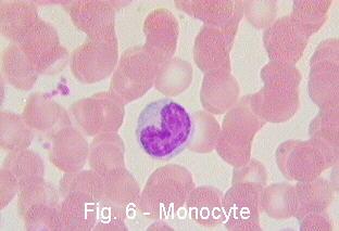 Monocytes/Macrophage Monocytes Circulate in blood Mildly phagocytic Differentiate into macrophage in tissues