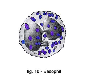 Basophils and Eosinophils Basophils Smallest circulating