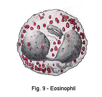 histamine + other chemicals Eosinophils Circulate and reside in
