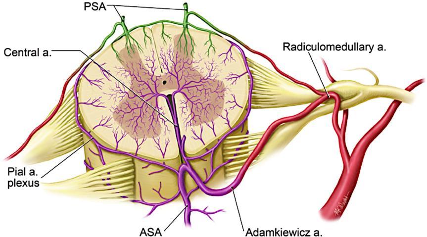 Subclavian arteries Intercostal