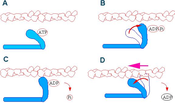 The Myosin Cross-bridge Cycle. A. ATP binding to a cleft at the back of the head causes a conformation which cannot bind actin. B.