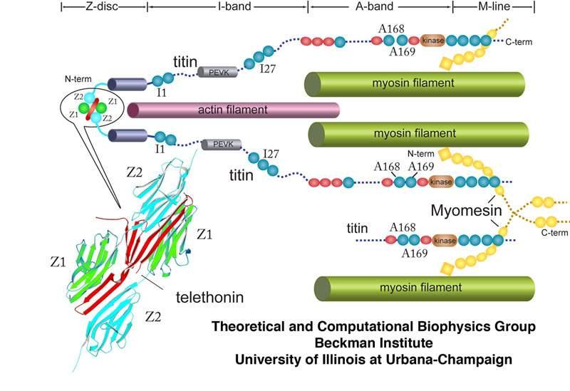 What keeps myosin and actin in place?