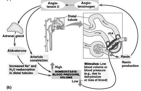 Renin-Angiostensin-Aldoesterone Pathway (RAAS) a) Renin intiates the conversion of the inactive plasma protein angiotensiongen to Angiotensin II, a hormone that increases blood pressure by