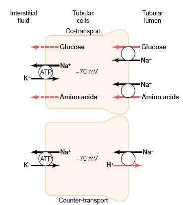 Review of secondary active transport Renal Control of Electrolyte: The kidneys help to regulate the concentrations of plasma electrolytes: sodium, potassium, chloride, bicarbonate, and phosphate by