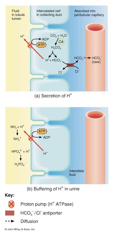 Secretion of H + and Absorption of Bicarbonate by Intercalated Cells Proton pumps (H + ATPases) secrete H + into tubular fluid can secrete against a concentration gradient so urine can be 1000 times