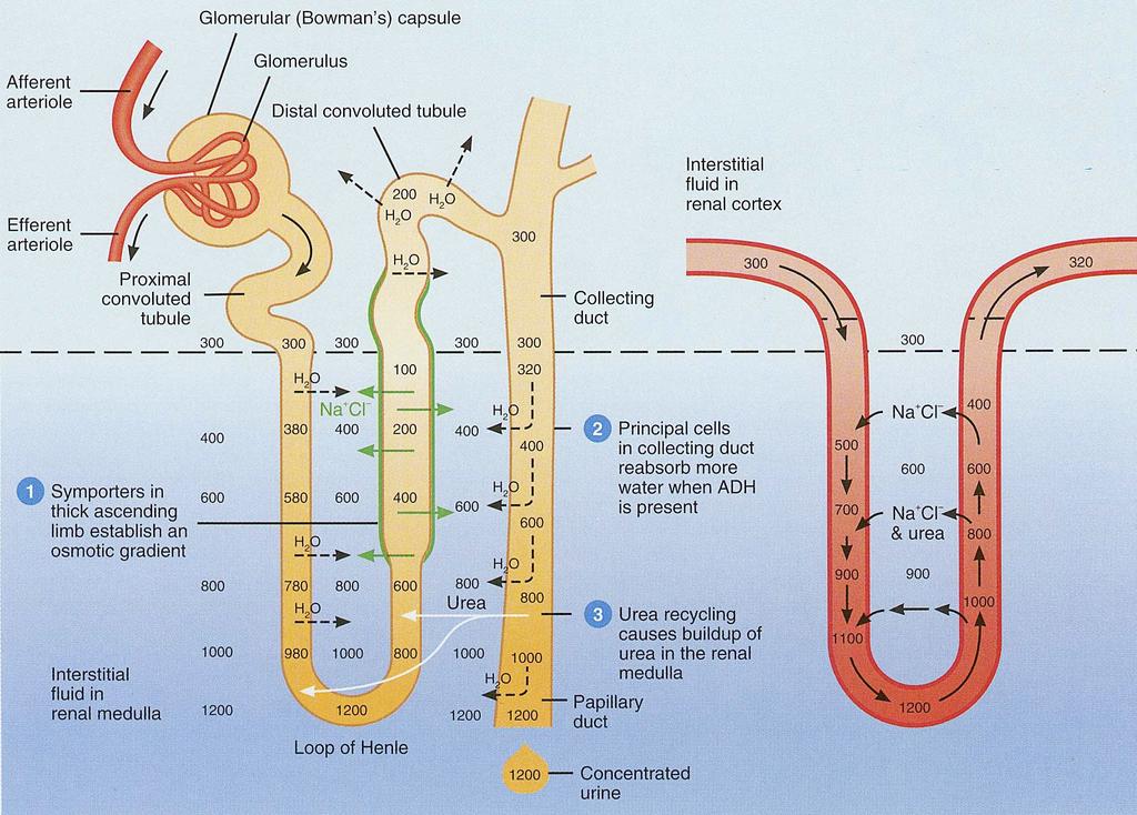 loop of Henle has high osmolarity Long loop juxtamedullary nephrons make that possible Na+/K+/Cl- symporters reabsorb Na+ and Cl- from tubular fluid to create osmotic gradient in the renal medulla