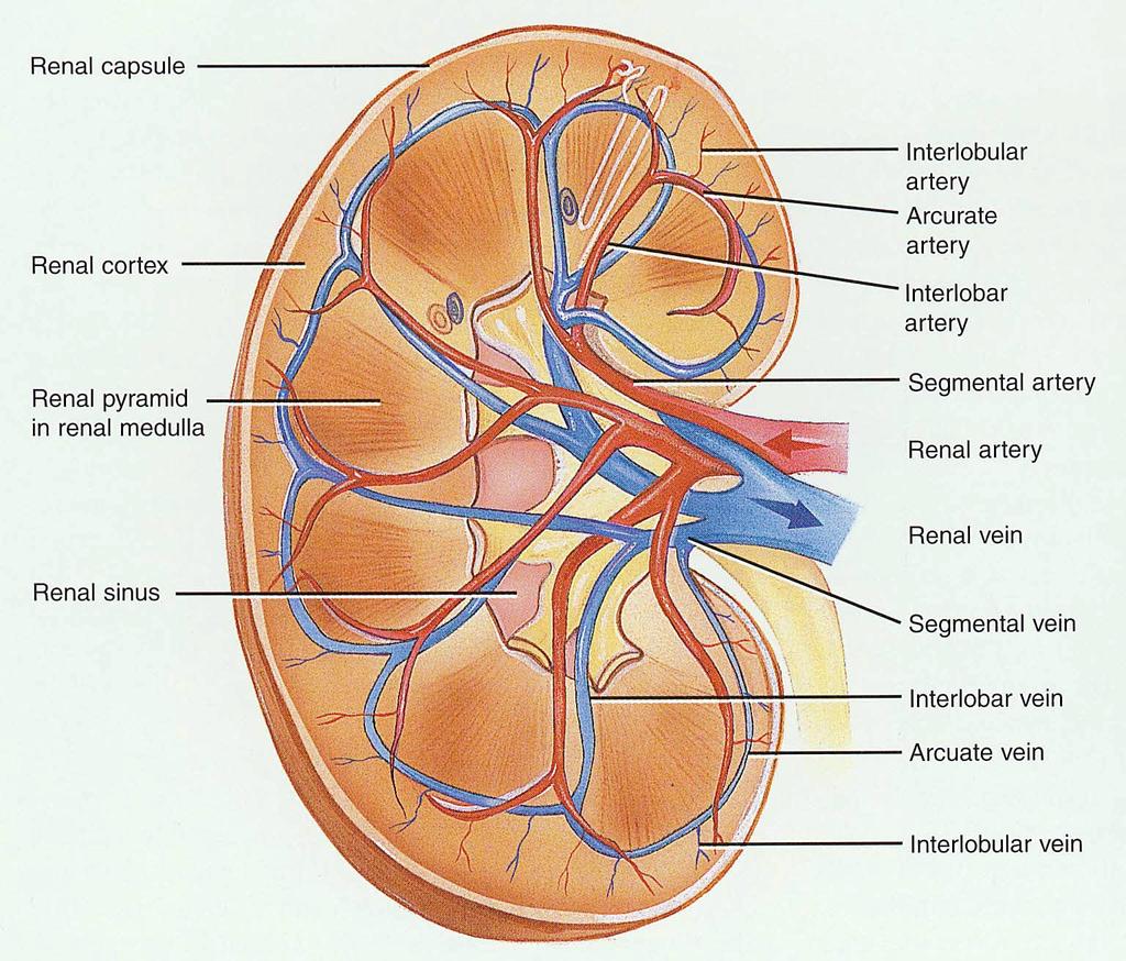 5 Internal Anatomy of the Kidneys Parenchyma of kidney renal cortex = superficial layer of kidney renal medulla inner portion consisting of 8-18 cone-shaped renal pyramids separated by renal columns