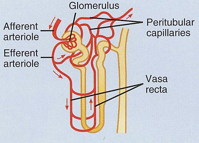 Blood Vessels around the Nephron 9 Glomerular capillaries are formed between the afferent & efferent arterioles Efferent arterioles give rise to the peritubular capillaries and vasa recta 9 Blood