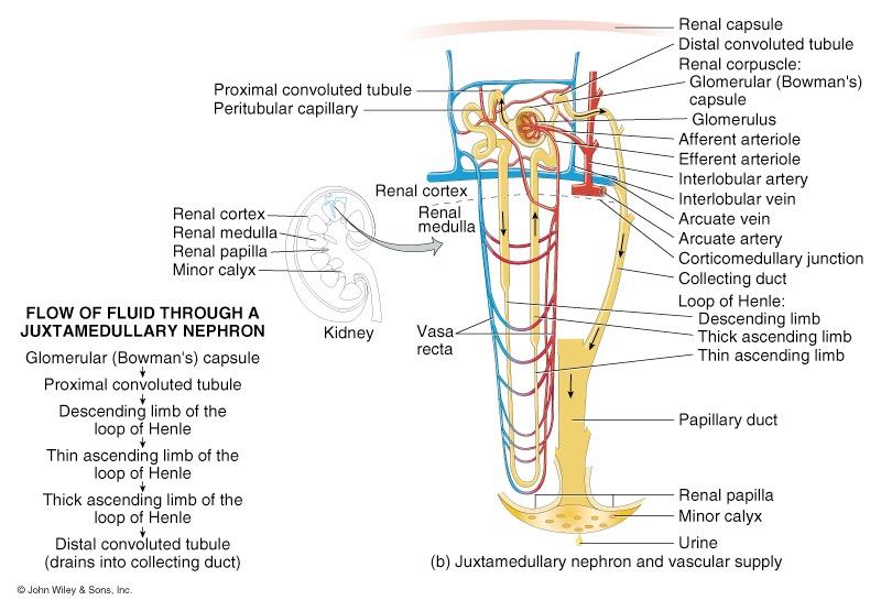 Juxtamedullary Nephron 13 15-20% of nephrons are juxtamedullary nephrons Renal corpuscles close to medulla and long loops of Henle extend into deepest medulla enabling excretion of dilute or