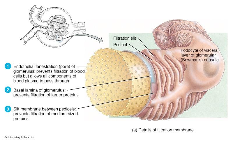 Glomerular Filtration 21 Blood pressure produces glomerular filtrate Filtration fraction is 20% of plasma 48 Gallons/day filtrate reabsorbed to 1-2 qt.