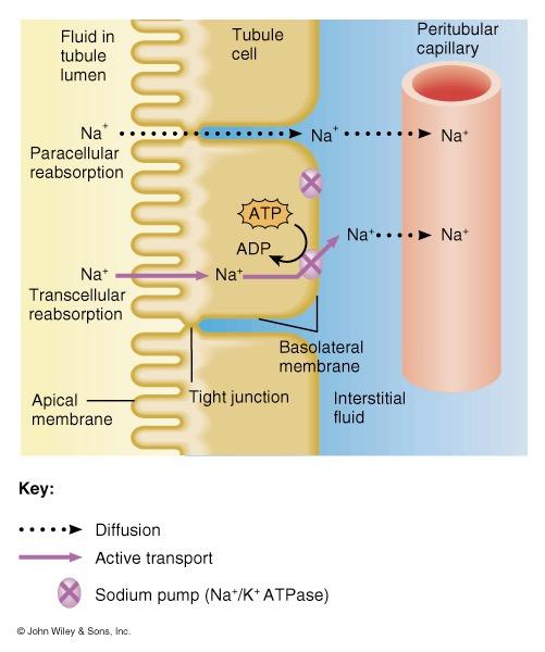 Reabsorption Routes Paracellular reabsorption 50% of reabsorbed material moves between cells by diffusion in some parts of tubule Transcellular reabsorption material moves through both the apical and