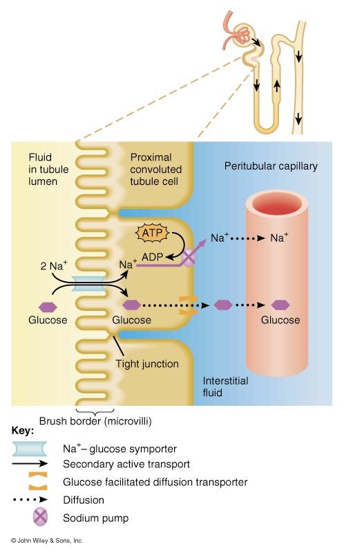 proteins Reabsorption of Na + is important several transport systems exist to reabsorb Na + Na + /K + ATPase pumps sodium from tubule cell cytosol through the basolateral membrane only Water is only