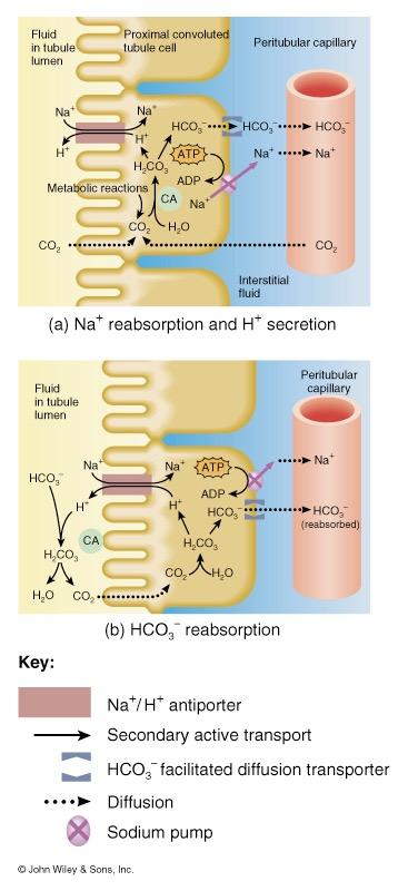Reabsorption of Bicarbonate, Na + & H + Ions 33 Na + antiporters reabsorb Na + and secrete H + PCT cells produce the H + & release bicarbonate ion to the peritubular capillaries important buffering