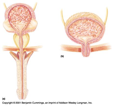The Urinary Bladder Prostate gland ureters rugae Ureter openings Trigone 3-layered detrusor muscle Bulbourethral gland Urethra Internal urethral sphincter External urethral sphincter Urethra The