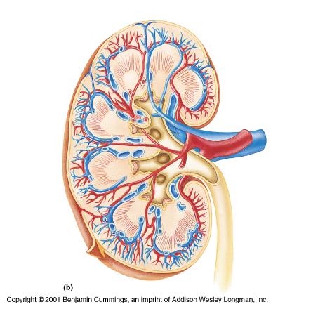 Kidney Section Renal column Cortex Pyramids Calyx Renal papilla Renal pelvis Ureter Renal capsule This view of the kidney shows not only the regions mentioned previously but also the manner in which