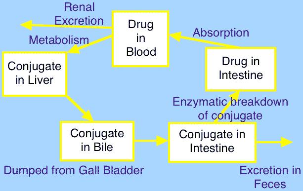 PHAR 7632 Chapter 16 Routes of Excretion Biliary Excretion The liver secretes 0.25 to 1 liter of bile each day. Some drugs and/or their metabolites are excreted by the liver into bile.
