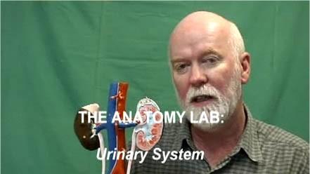 Activity 1: Cadaver Video : The Urinary System Navigation: WileyPlus > Read, Study, and Practice > Chapter 26. The Urinary System > See > Cadaver Video: The Urinary System (5:16) 1.