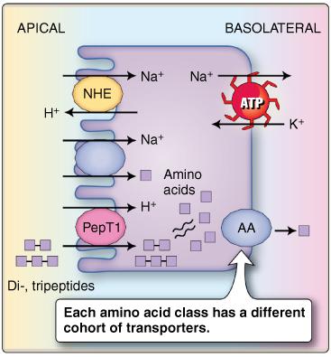 23 Amino acids are removed from the filtrate in the PCT via a similar Na + -co-transport on the apical side and a directed towards the peritubular capillaries via specific facilitated transporter on