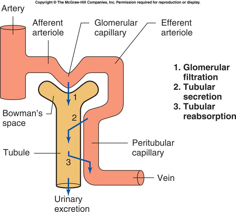 Nephron tubule Function The function of the nephron tubules is to reclaim as much possible of the essential elements and redirect it back into the blood stream.