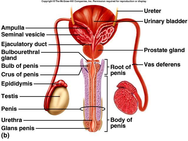 Male Internal Accessory Organs - Glands X 2 [p. 150] (1) 28 Seminal Vesicles [p.