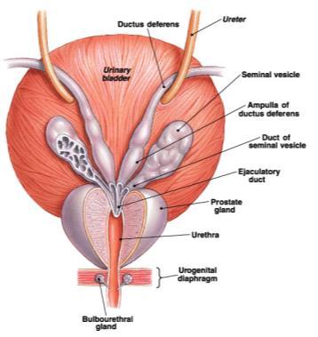 pressure on urethra 31 Bulbourethral (Cowper s) Gland inferior to the prostate gland secretes thick, alkaline mucus - helps lubricate the tip of the penis (glans) and neutralize any urinary acids in
