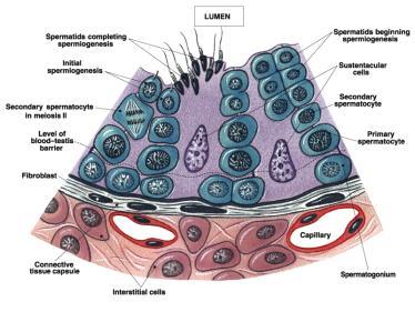 Seminiferous Tubules and Sperm