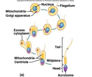 Spermatogonium = stem cell 34 Structure