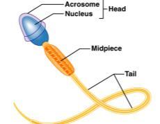 152] Mitochondria Only flagellum in