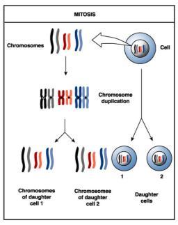 152] Mitosis production of two identical diploid daughter cells *Meiosis