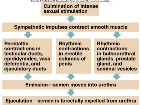 Emission and Ejaculation Figure from: Hole s Human A&P, 12 th edition, 2010