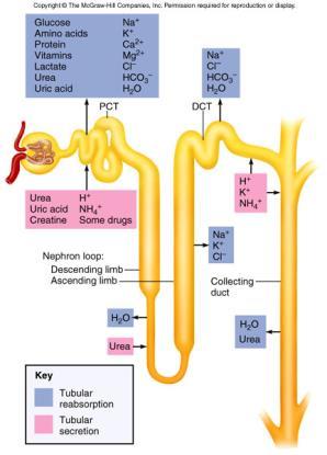 Reabsorption/Secretion in Kidney * * * Figure from: Saladin, Anatomy & Physiology, McGraw Hill, 2007 * Keep in mind: Where Na + (or solute, in general) goes, H 2 O and Cl - usually follow. [p.