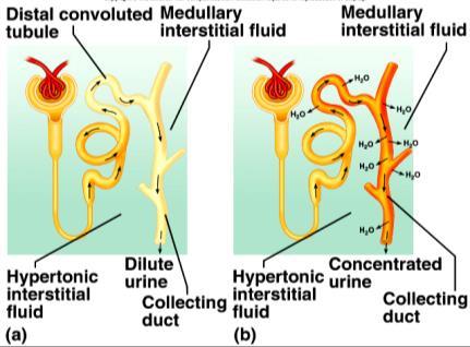 countercurrent multiplier Variable permeability of the collecting tubules to H 2 O depending upon levels of ADH We will use the phrase, Water follows salt (solute) when it can 10 Vasa Recta of