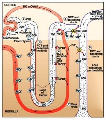 Summary of Events in the Nephron/Collecting Duct (Aldosterone) (Aldosterone) 1. Filtrate produced 2. Reabsorption of 65% of filtrate 3. Obligatory water reabsorption 4.