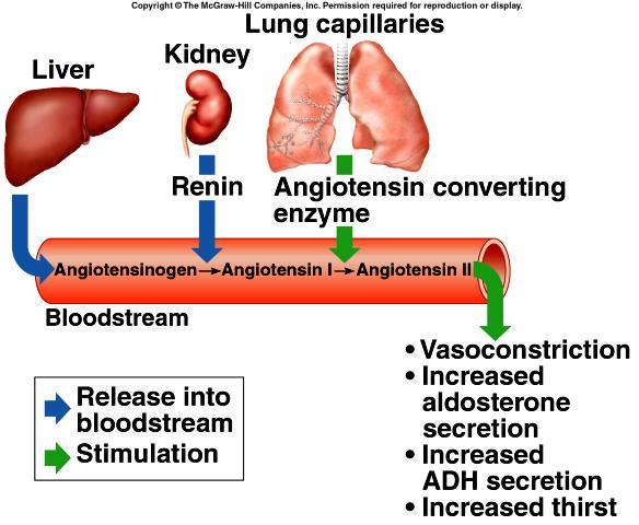 Renin-Angiotensin System [p.