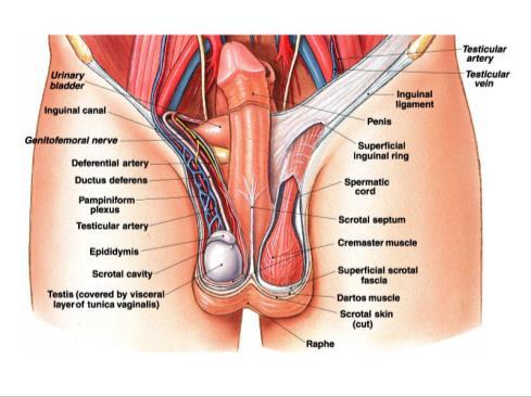 Vas (ductus) deferens Ejaculatory duct Urethra 19 Male External Reproductive Organs [p.