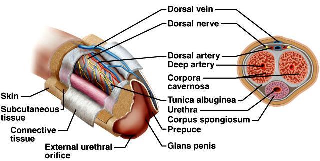 filling of erectile tissues with blood, resulting in erection and compression of veins draining penis