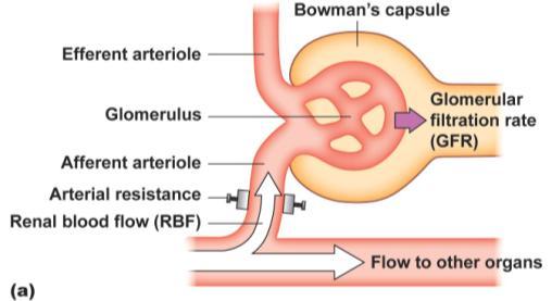 pressure created in Bowmans Volume of filtrate that enters Capsule = GFR P H P fluid = net filtration pressure 55 0 5 = 0mm Hg P H