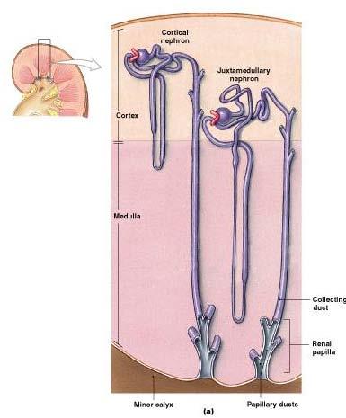 Nephrons Notice how the distal convoluted tubule