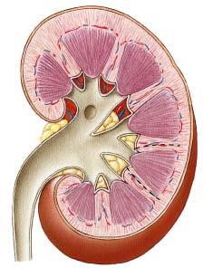 Kidney: Internal Anatomy Renal Capsule Renal Papilla Minor calyx